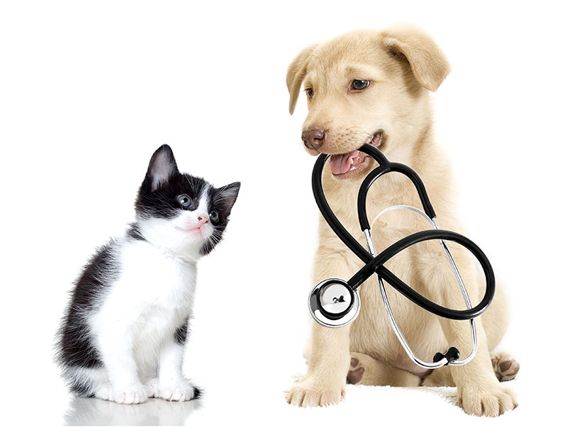 Tierarzt Stuttgart Heumaden für Hunde und Katzen
